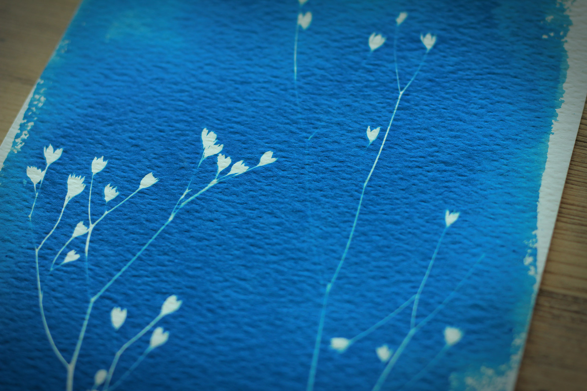 Cyanotype botanique