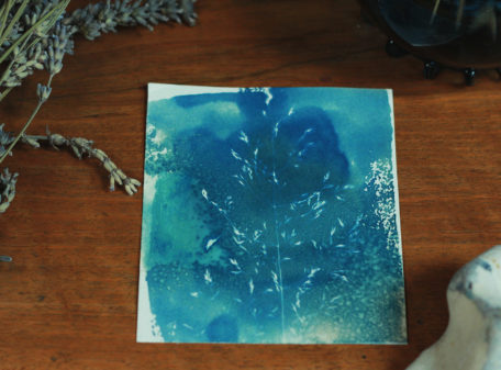 Cyanotype plante sauvage